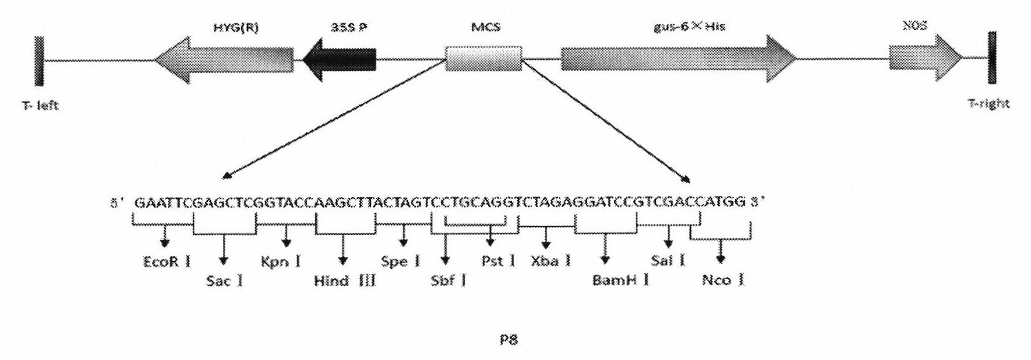 Promoter BgIosP587, and preparation method and application thereof