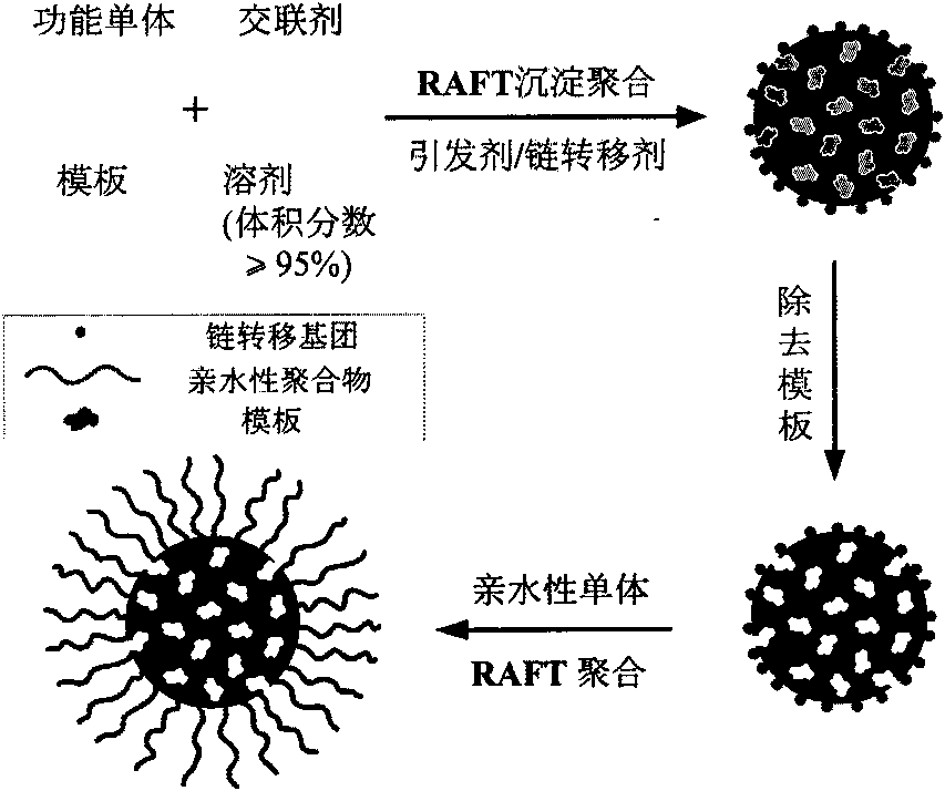Surface-hydrophilic molecularly imprinted polymer microsphere and preparation method thereof