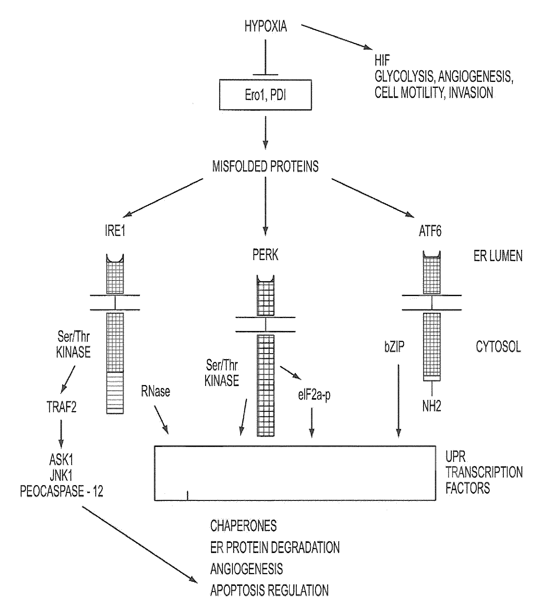 Methods to identify inhibitors of the unfolded protein response