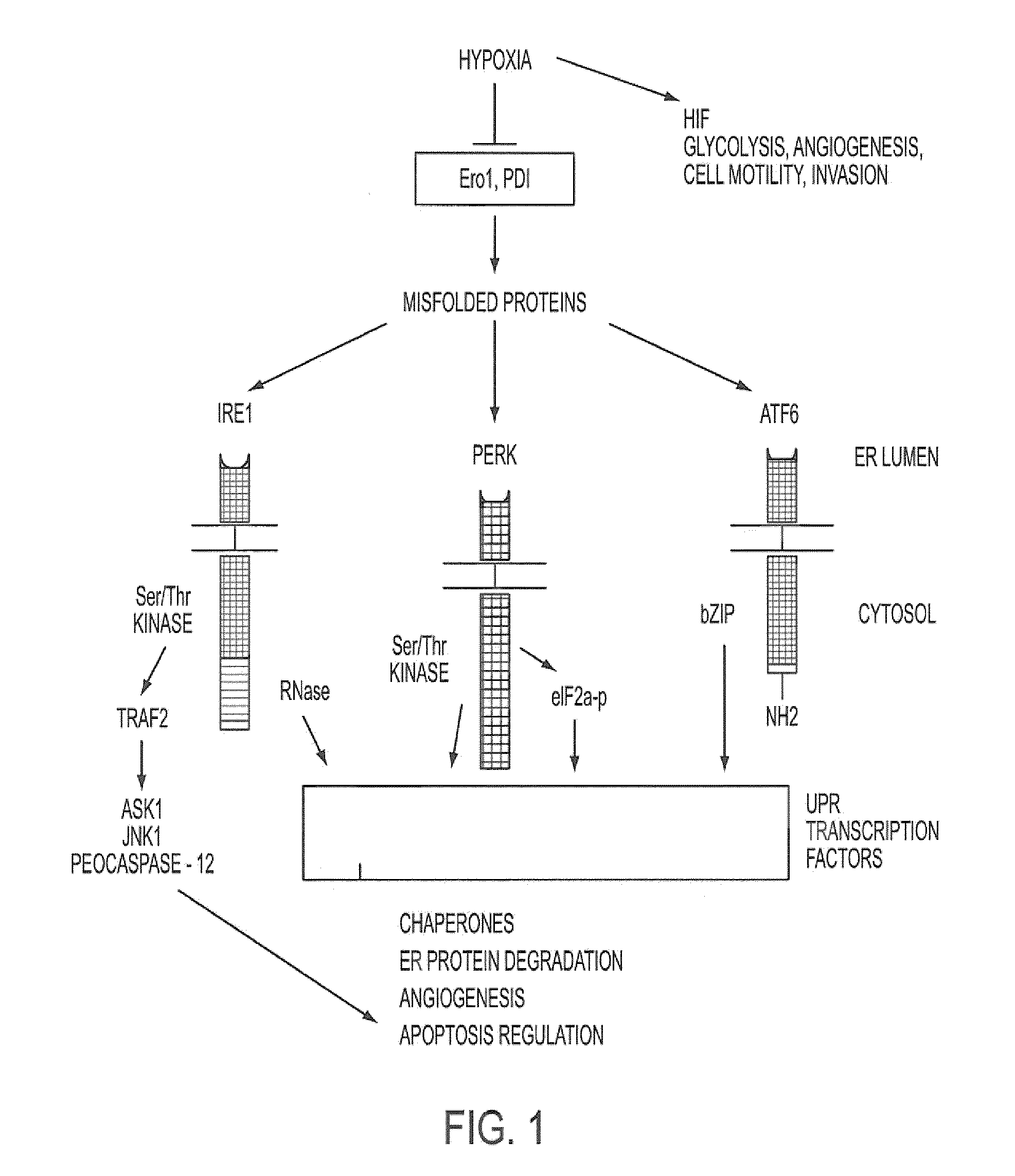 Methods to identify inhibitors of the unfolded protein response