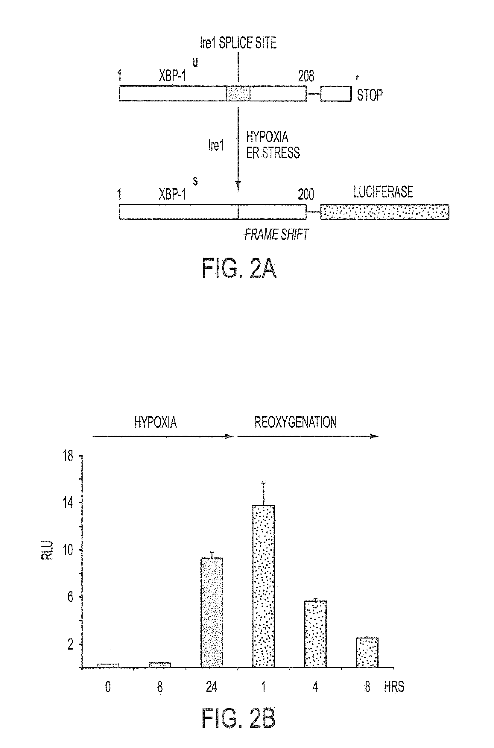 Methods to identify inhibitors of the unfolded protein response