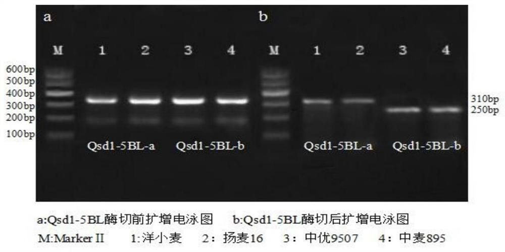 Caps markers related to wheat seed dormancy/ear germination resistance and its detection method