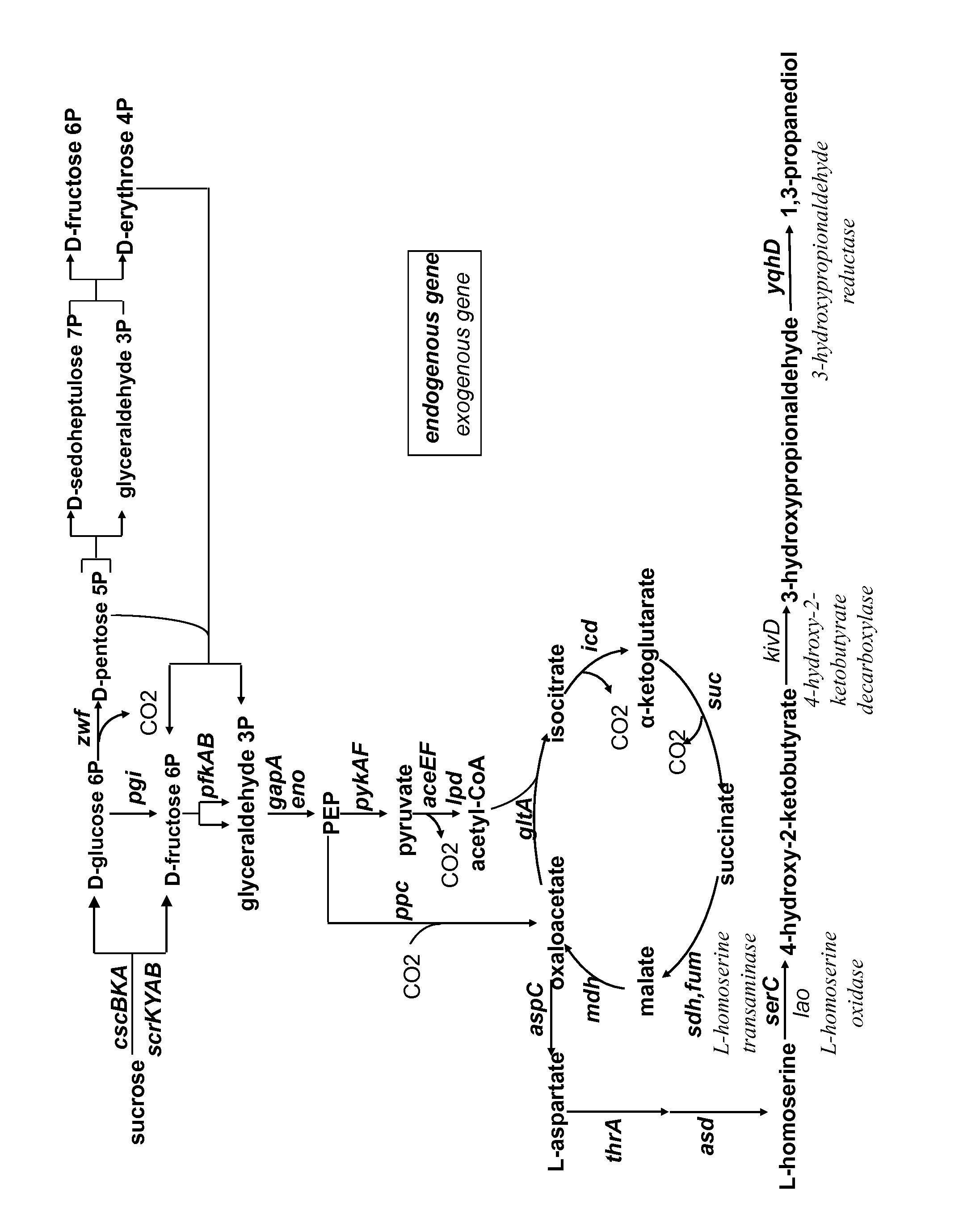 Method for the preparation of 1,3-propanediol from sucrose