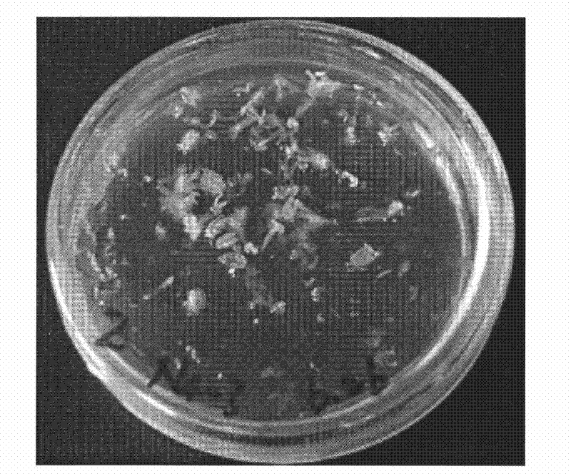 Method for obtaining dihaploid plants of sweet peppers