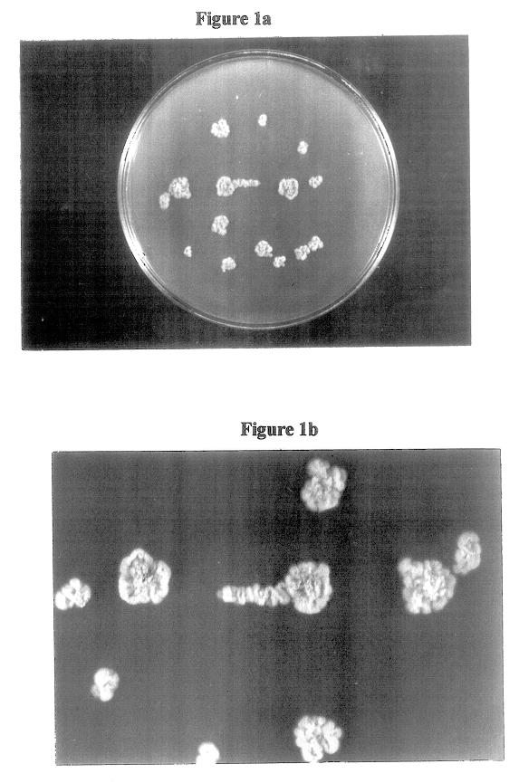 Streptomyces strain with potential anti-microbial activity against phytopathogenic fungi