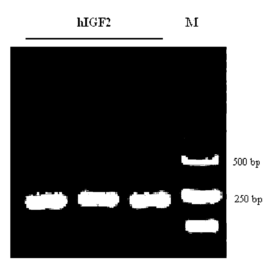 Recombinant human insulin-like growth factor-2 protein and production method thereof