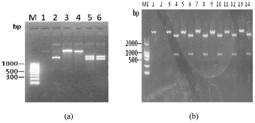 Filter carrier and application thereof