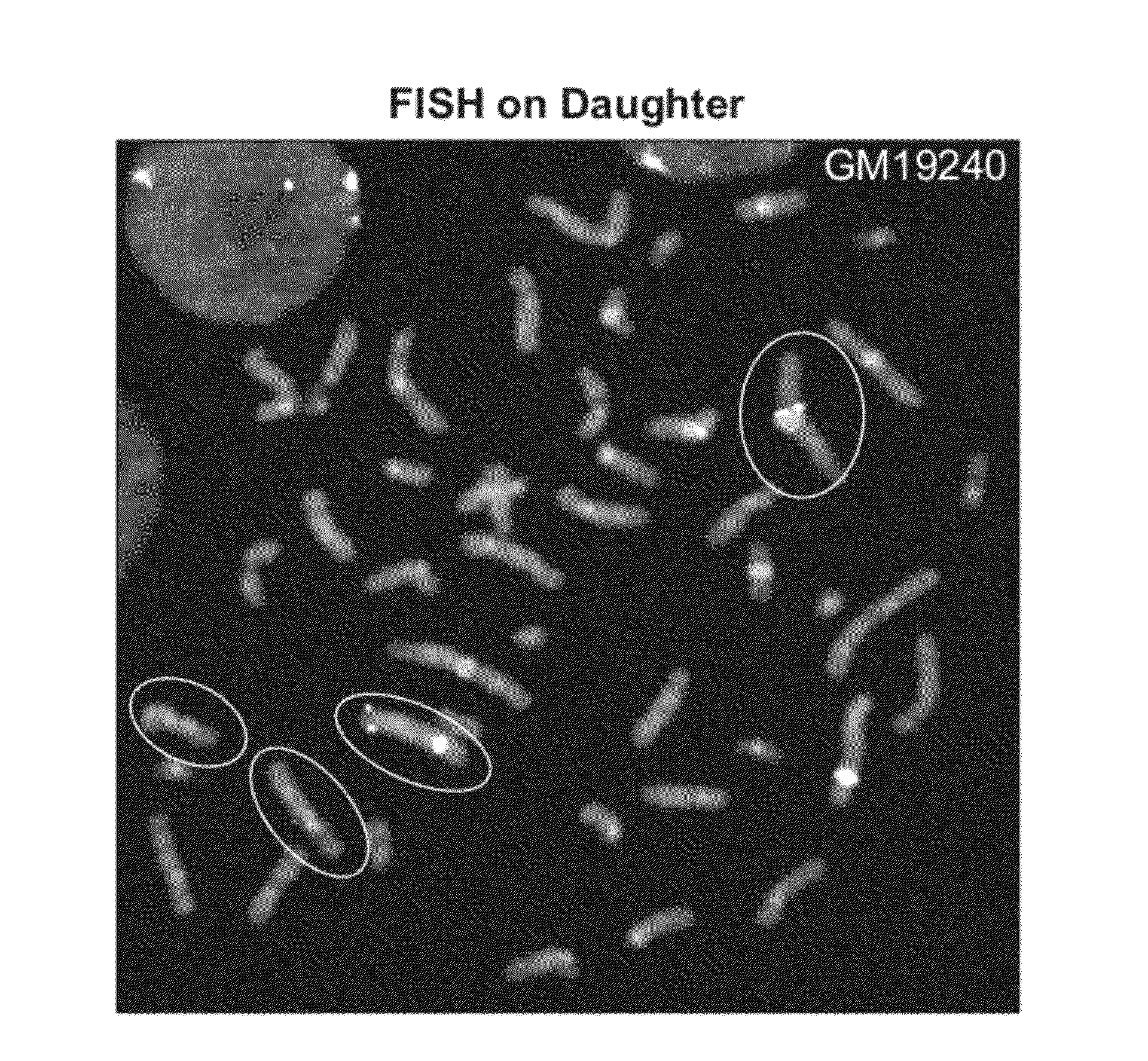 Method for phased genotyping of a diploid genome