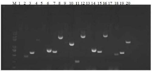 A kind of attenuated bacteria of Aeromonas hydrophila without antibiotic marker and its application