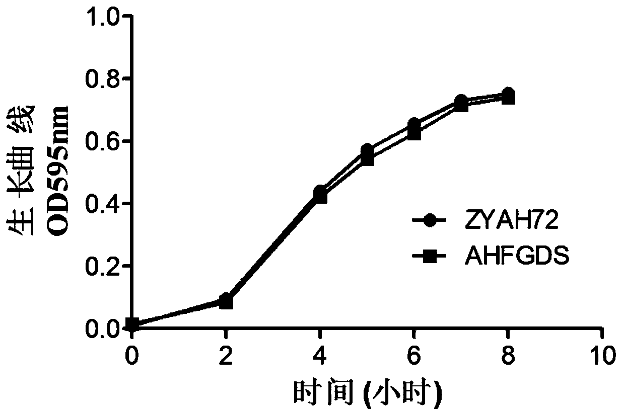 A kind of attenuated bacteria of Aeromonas hydrophila without antibiotic marker and its application