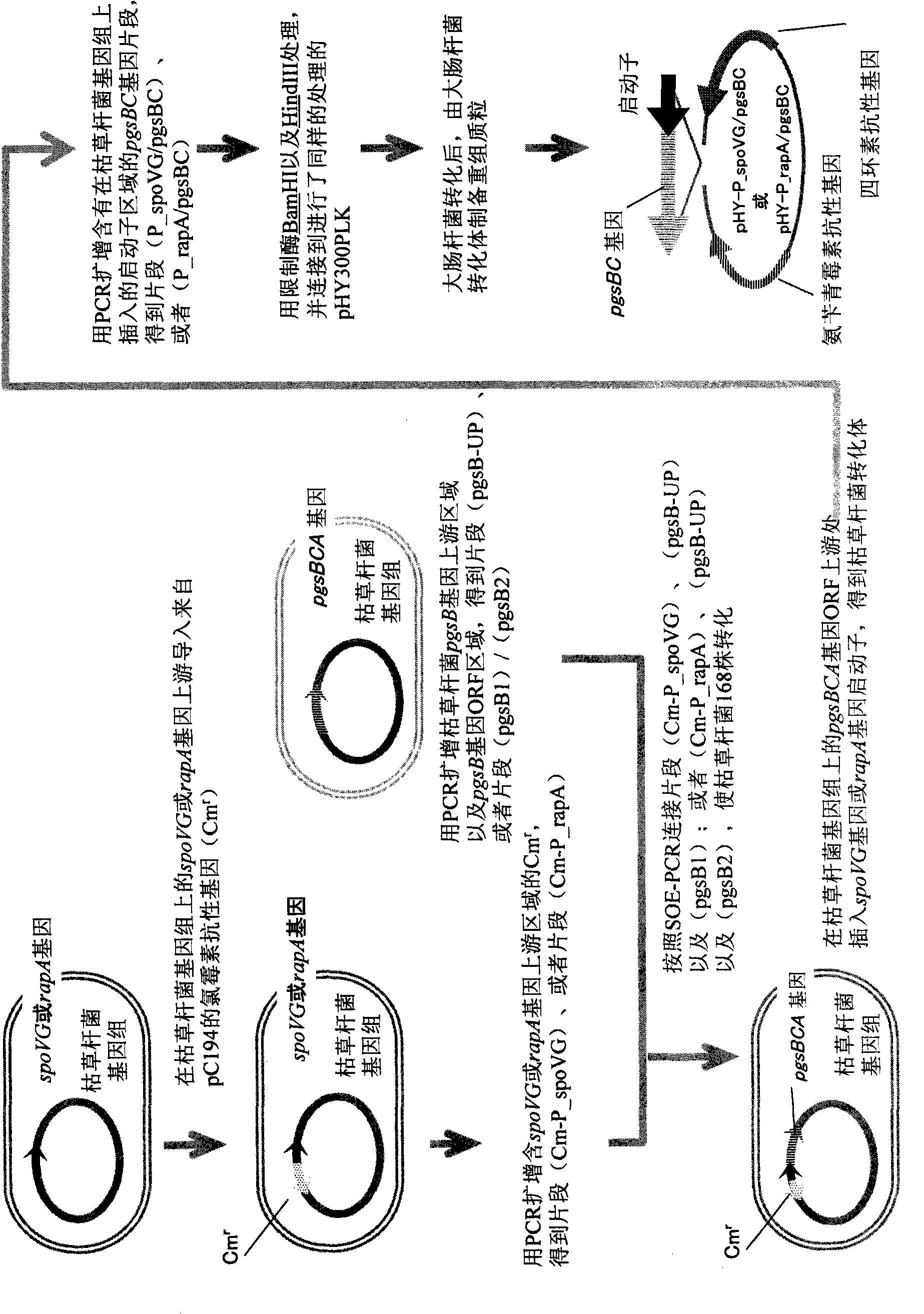 Recombinant microorganism and method for producing poly-gamma-glutamic acid