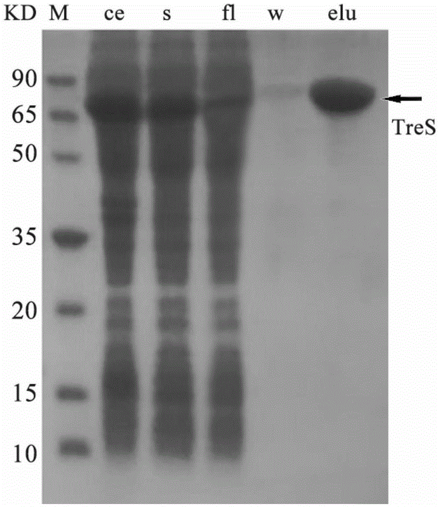 Mutant trehalose synthase as well as expression gene and application thereof