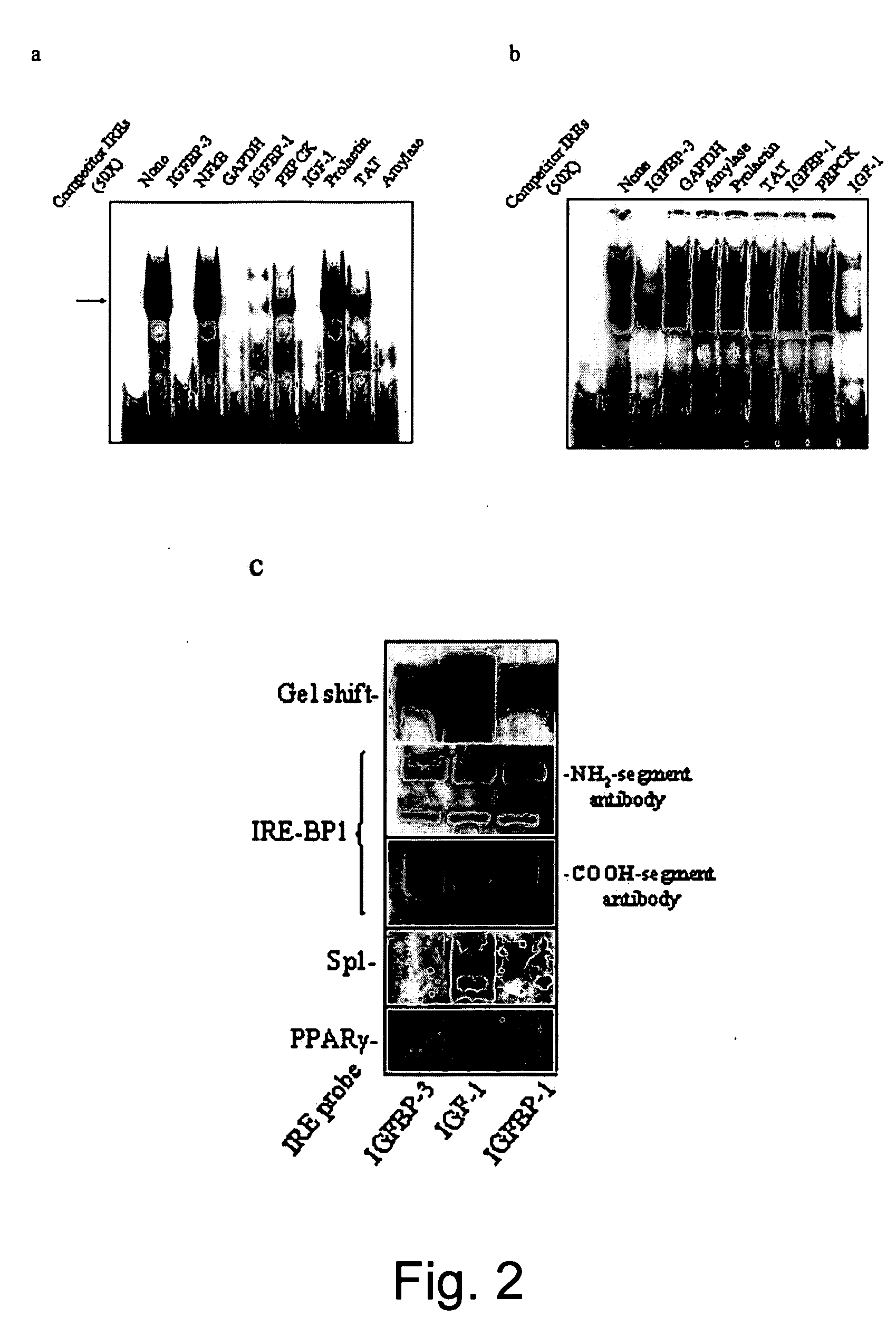 Transcript factor and an Akt substrate related to transcriptional action of insulin and applications of same