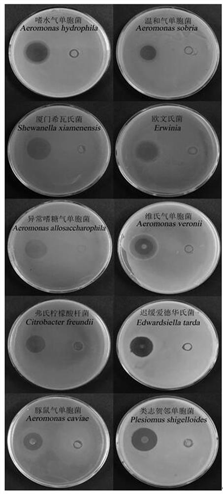 A strain of Streptomyces alginolyticus n1-32, its microecological preparation and its preparation method