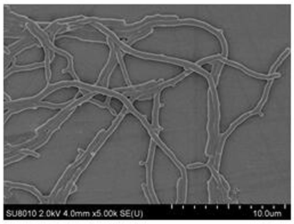 A strain of Streptomyces alginolyticus n1-32, its microecological preparation and its preparation method