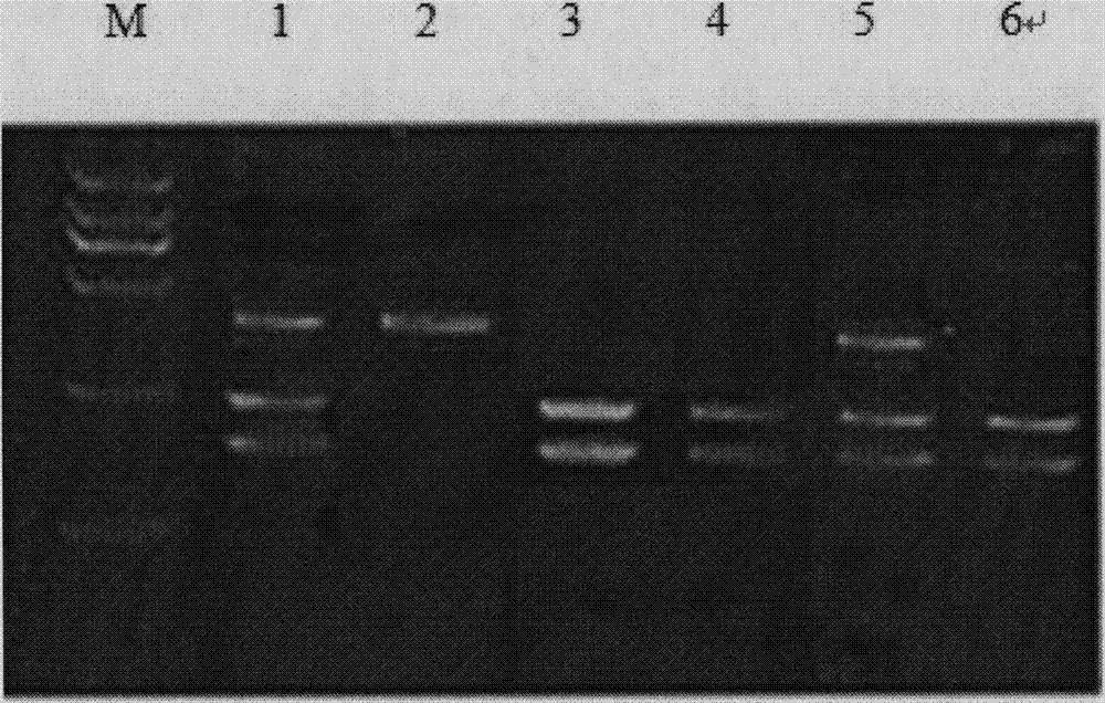 Application of NOTCH3 and JAG2 gene SNP ((Single Nucleotide Polymorphism)) loci