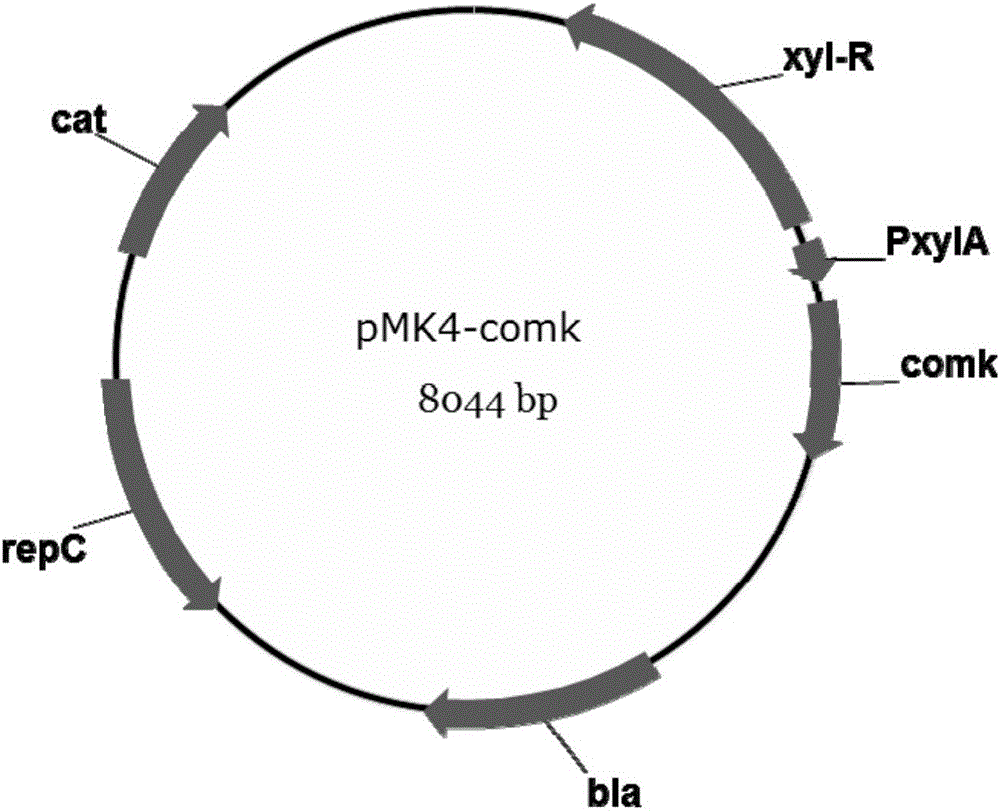 High-conversion-rate bacillus subtilis and structuring method thereof