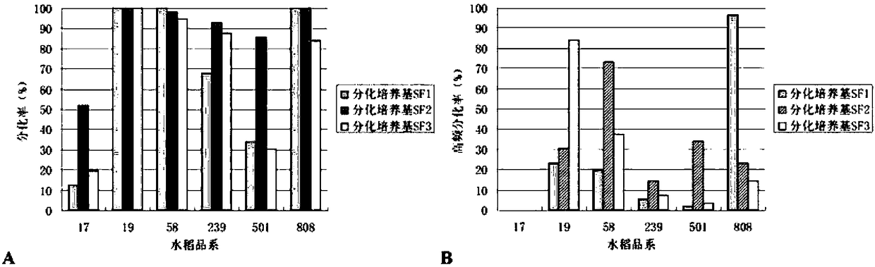 Method for screening homogenized rice chloroplast transgenic plants