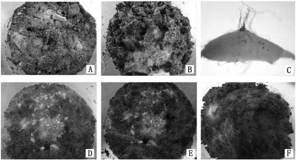 Method for promoting germination and seedling formation of anoectochilus formosanus seeds