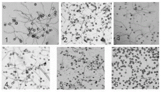 A kind of vacuum preservation method and application of soybean pollen