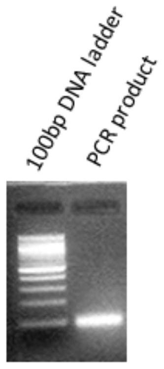 Fluorescence in situ hybridization probe and its preparation method and application