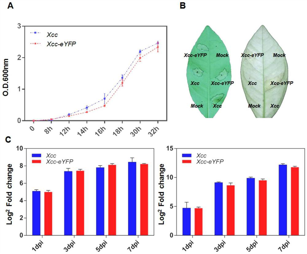 Method for rapidly evaluating canker resistance of citrus variety