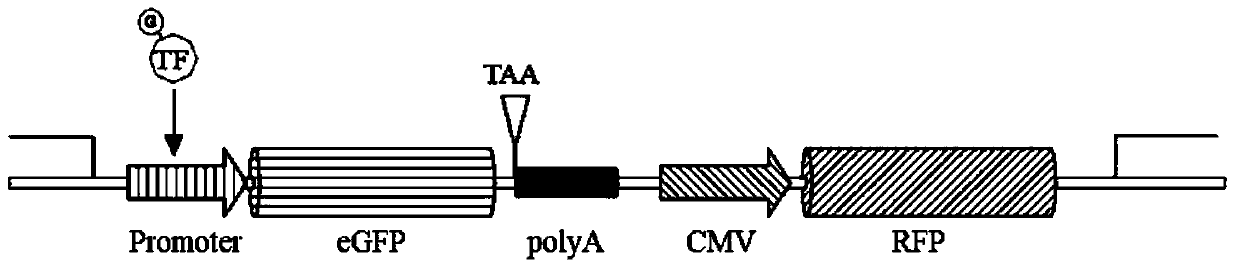 Fluorescent reporter molecule for high throughput screening of OGT inhibitor