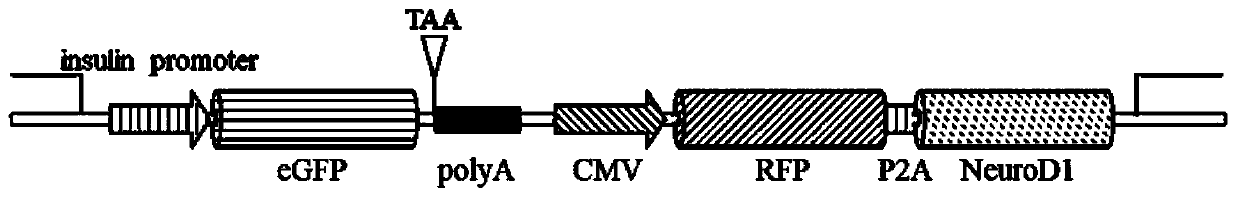 Fluorescent reporter molecule for high throughput screening of OGT inhibitor