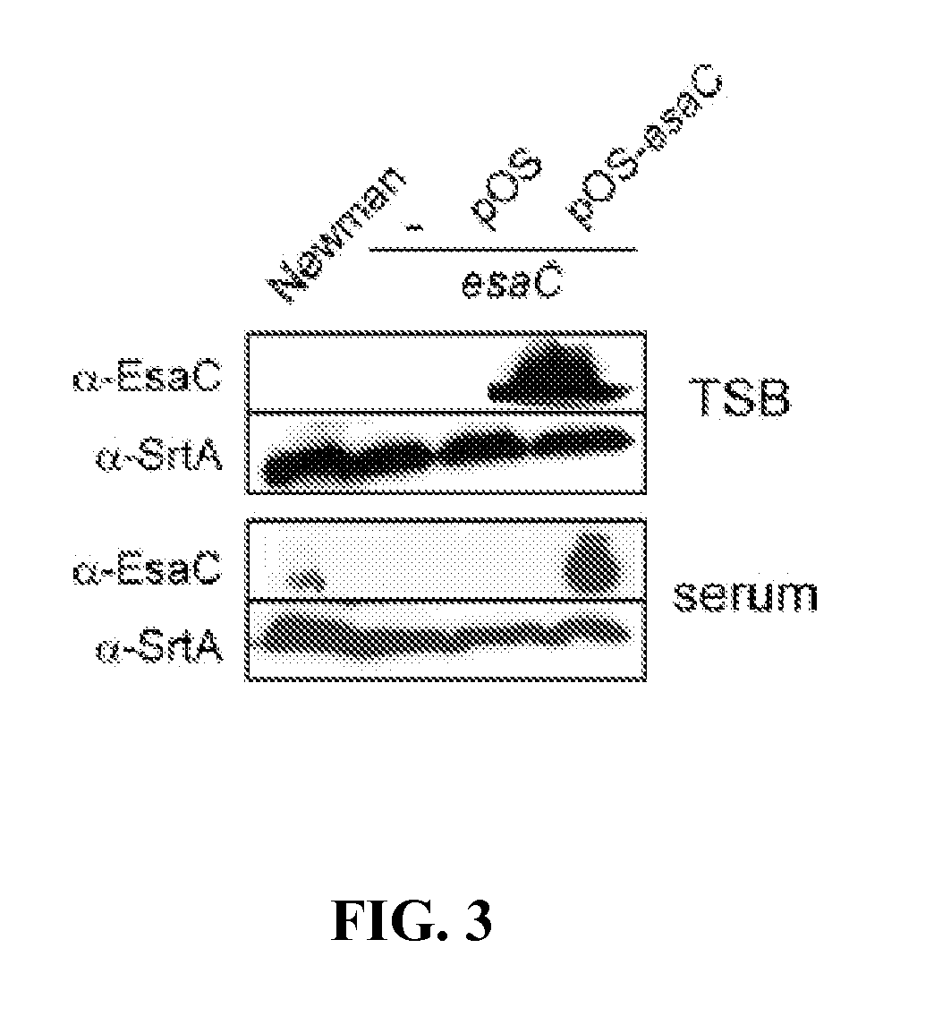 Compositions and methods related to Staphylococcal bacterium proteins