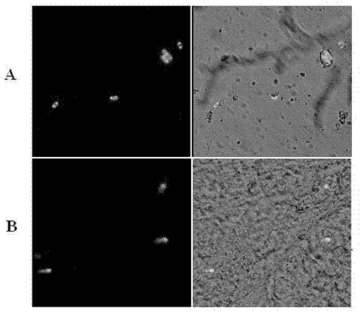 Method for conveying proteins or antigens to mammal intestinal tract in targeted way by using transgenic coccidian