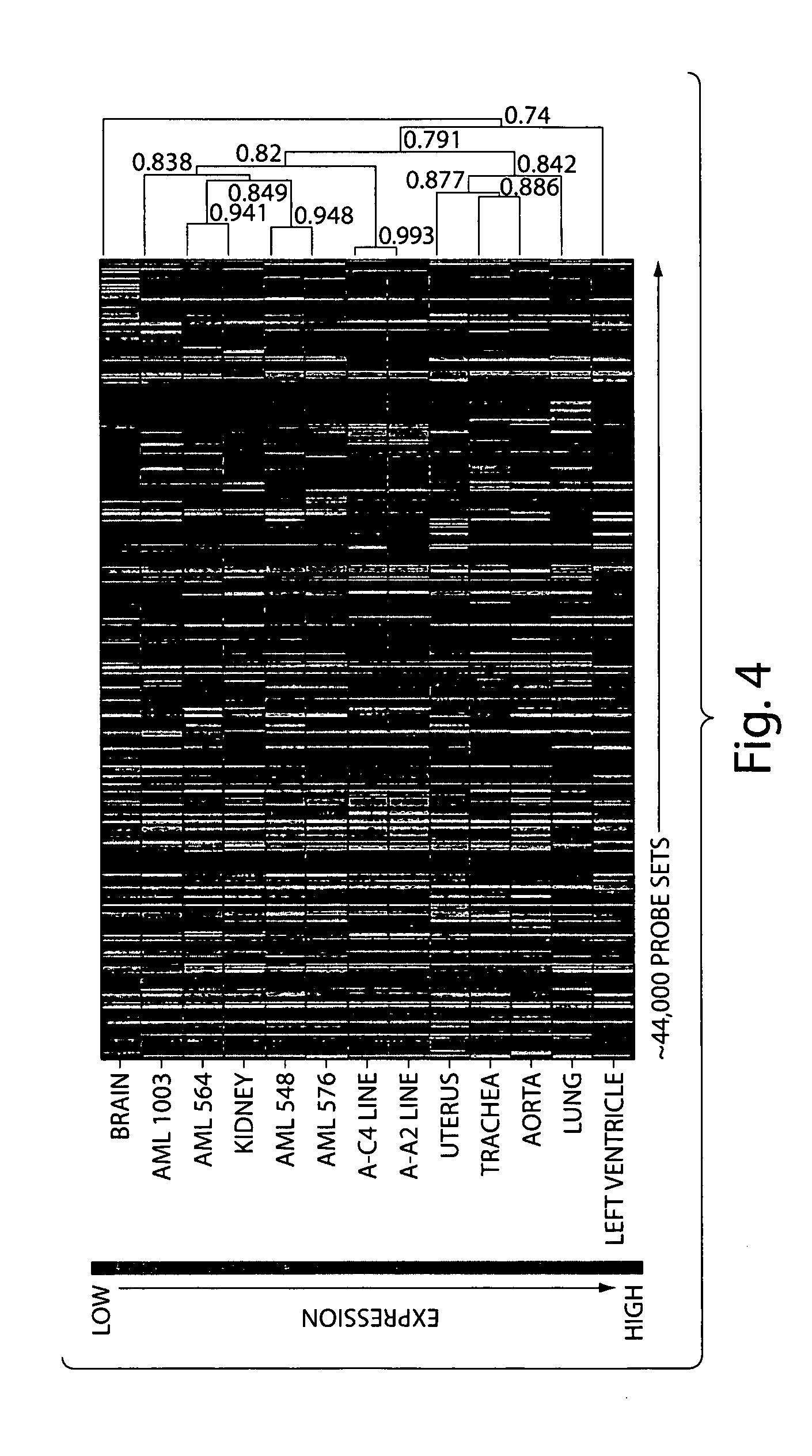Immortalized human Tuberous Sclerosis null angiomyolipoma cell and method of use thereof
