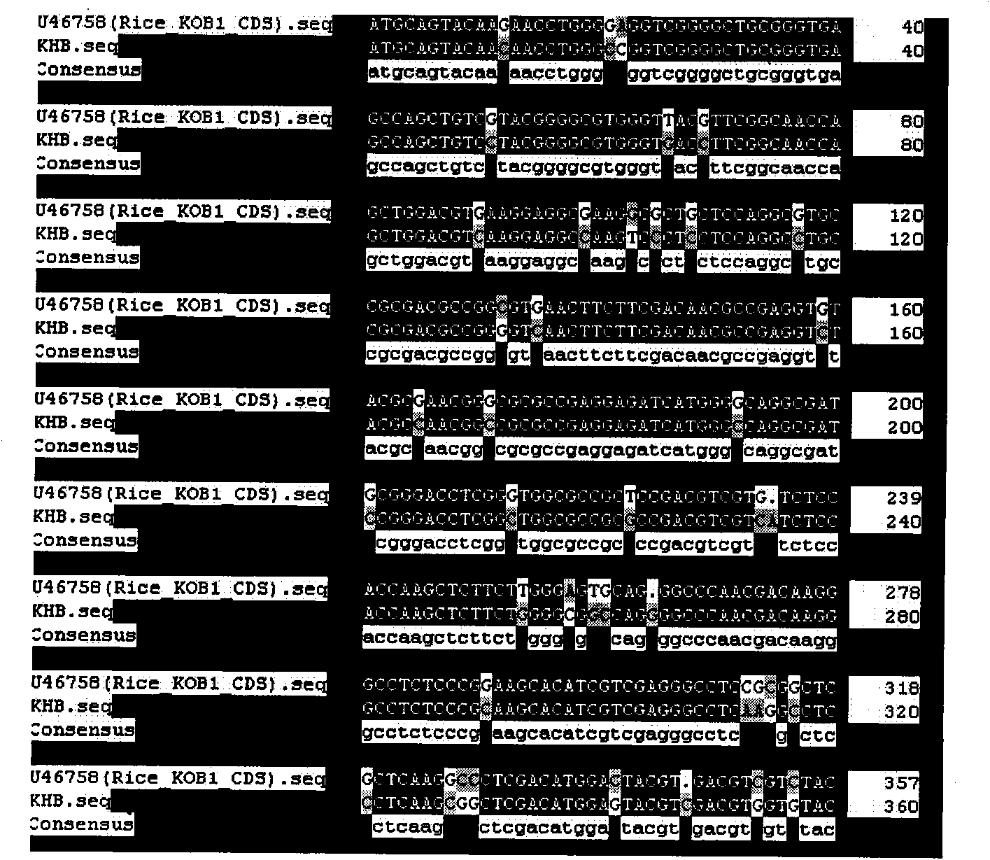 Nucleic acid sequences of novel wheat potassium channel beta subunit KTB and KHB genes and the application thereof