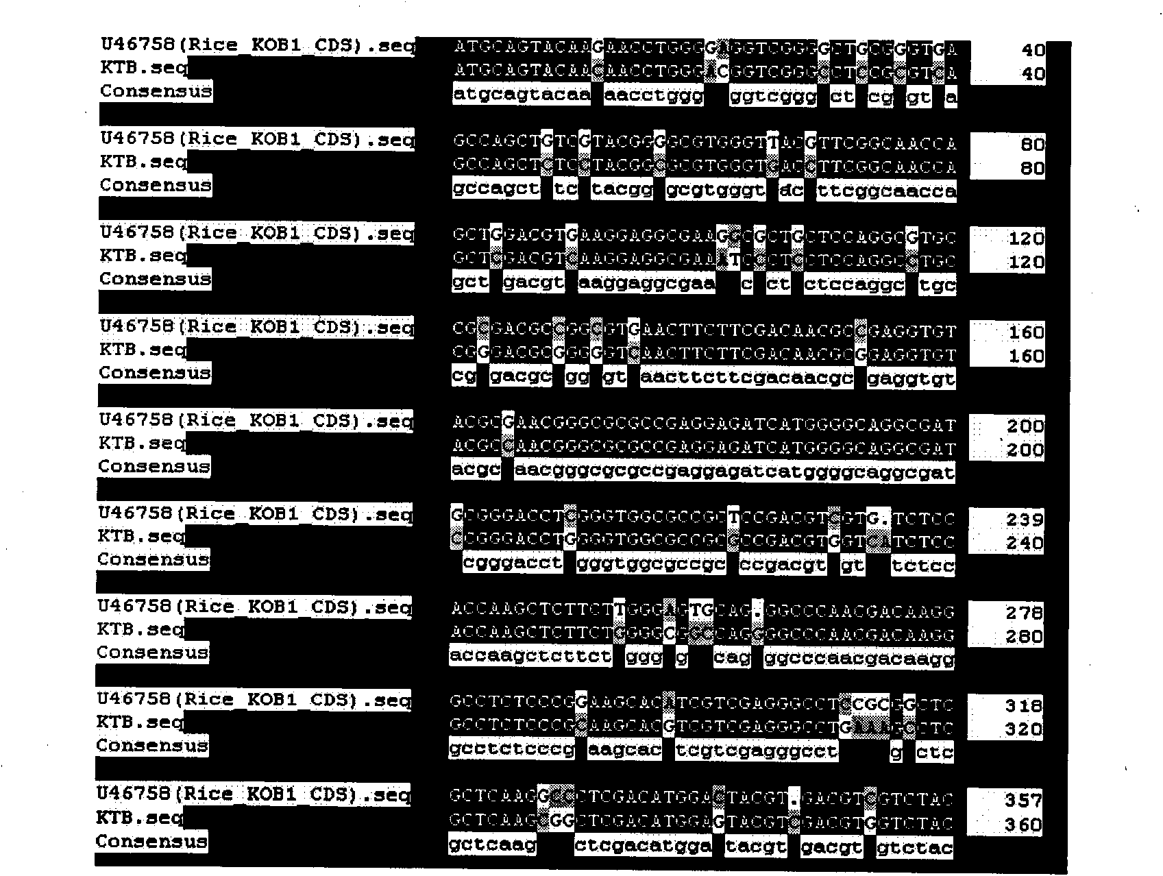 Nucleic acid sequences of novel wheat potassium channel beta subunit KTB and KHB genes and the application thereof