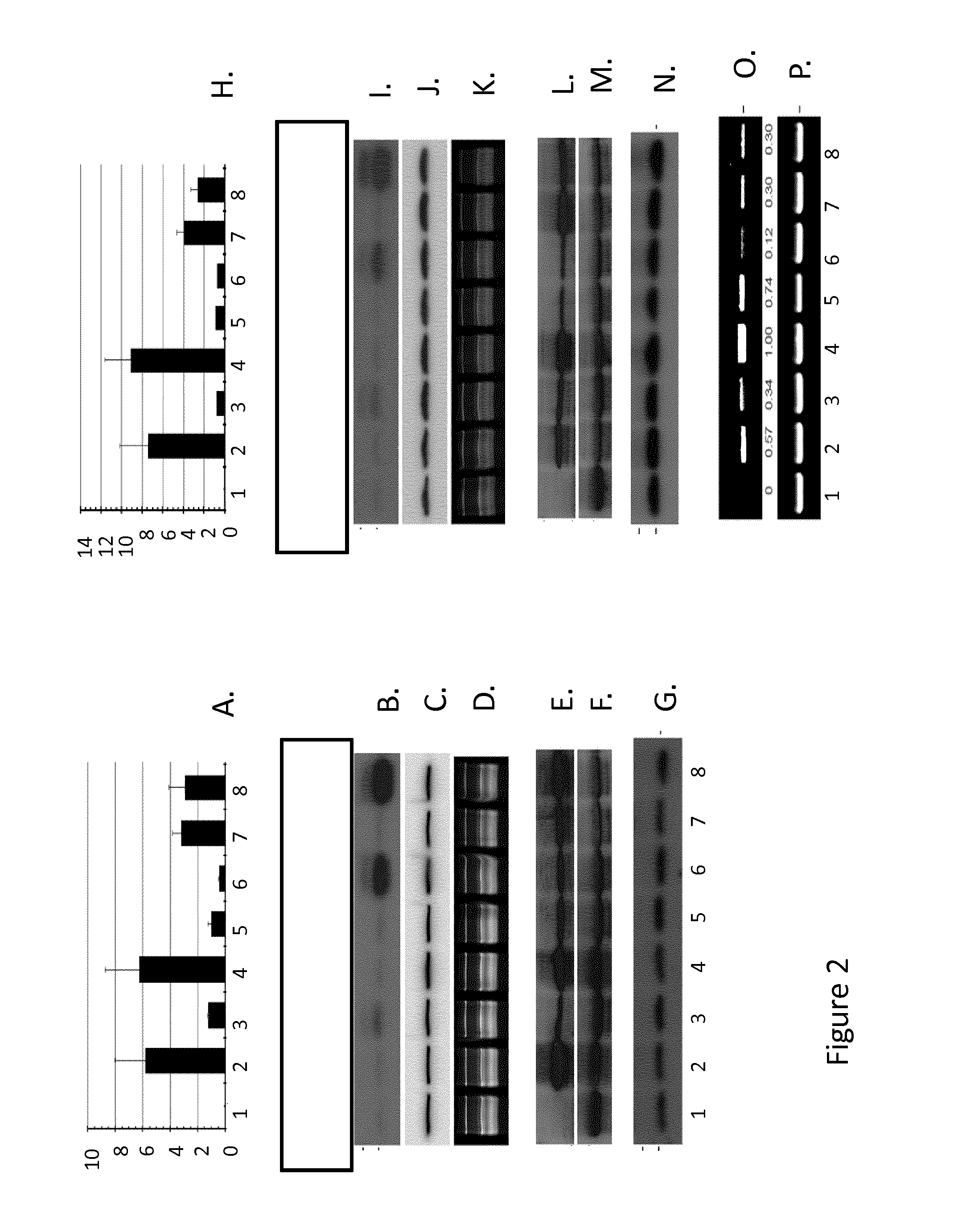 Enhanced selective expression of transgenes in fiber producing plants