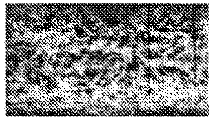 Method for treating a substrate made of animal fibers with solid particles and a chemical formulation comprising a colourant