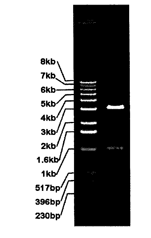Manufacturing method of adjustable liver damage animal model and special DNA fragment thereof