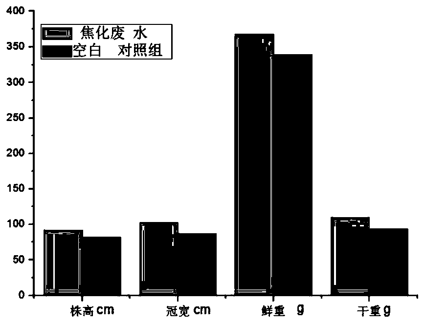 Method for regenerating green energy by utilizing coking wastewater