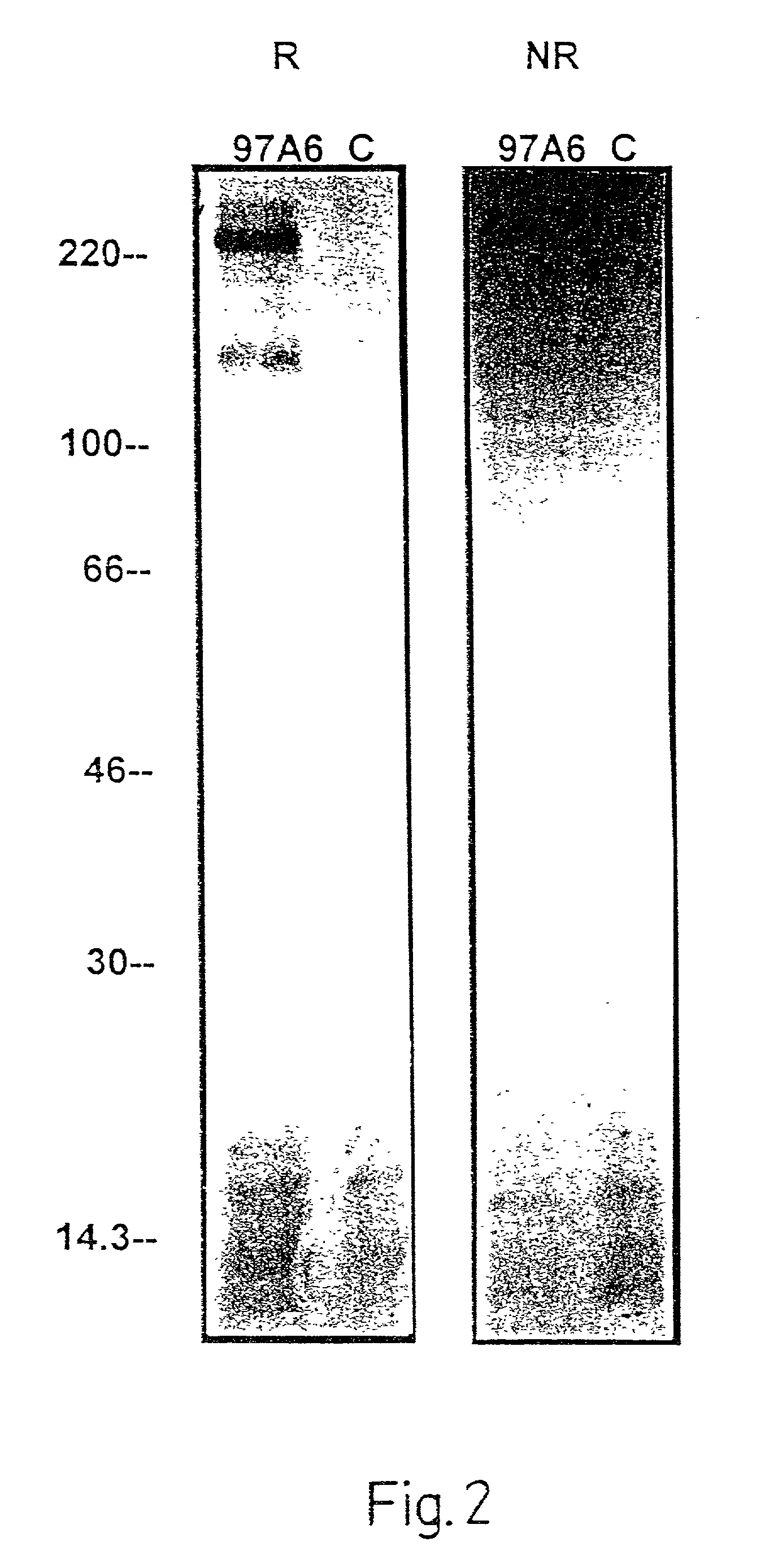 Method for binding basophils and mast cells