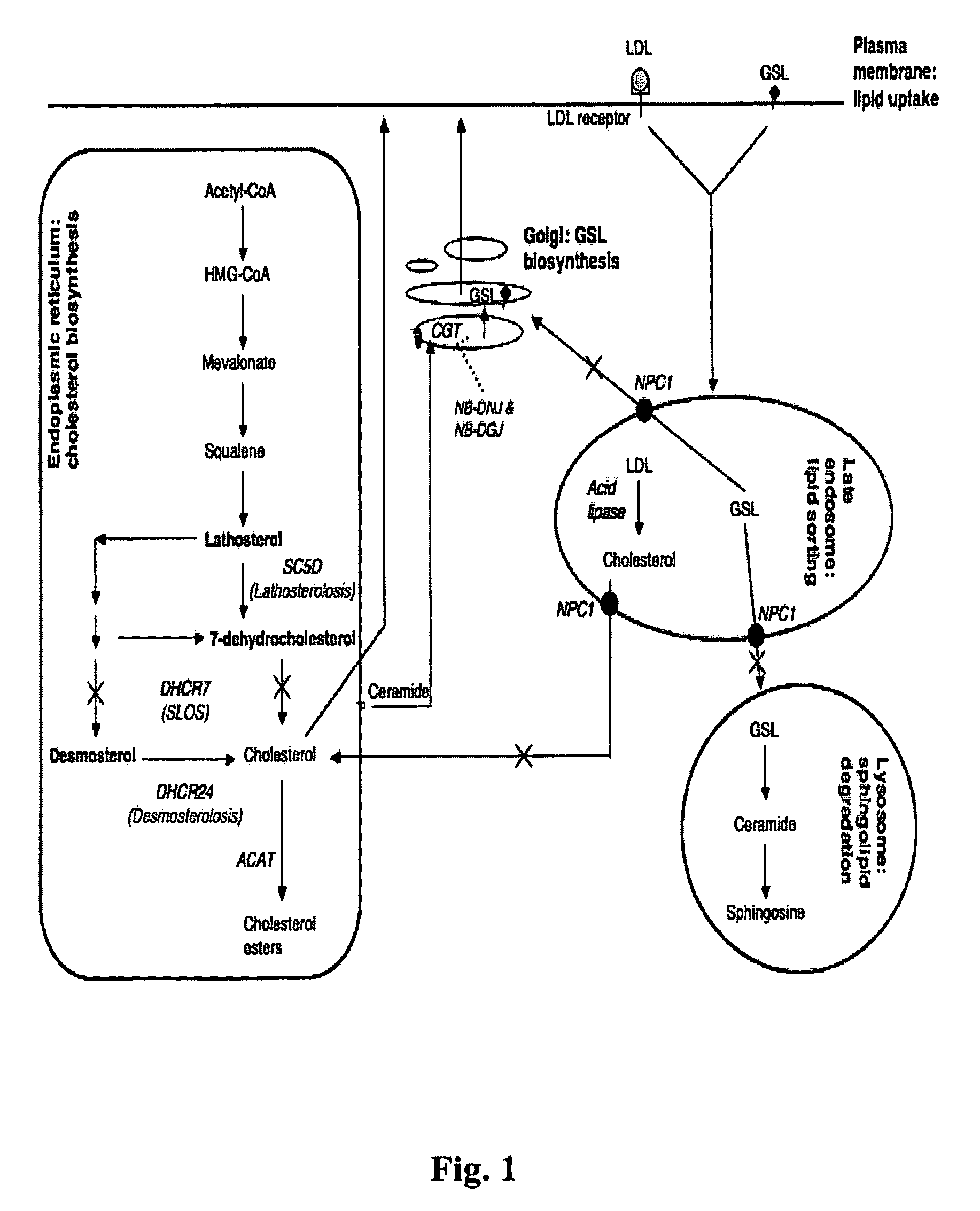 Substrate reduction therapy