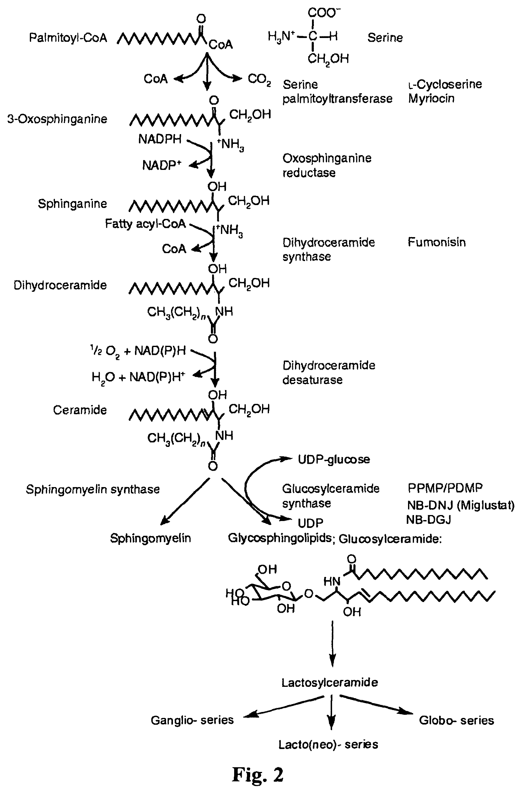 Substrate reduction therapy