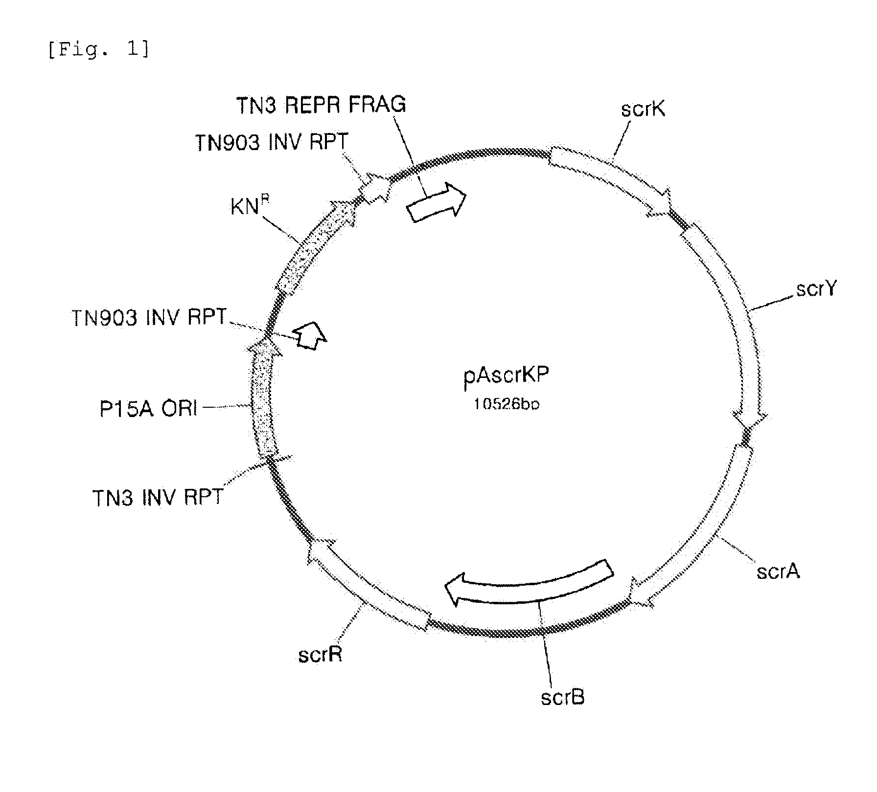 Microorganism Which Produces L-Amino Acid and Method for Producing L-Amino Acid Using the Same