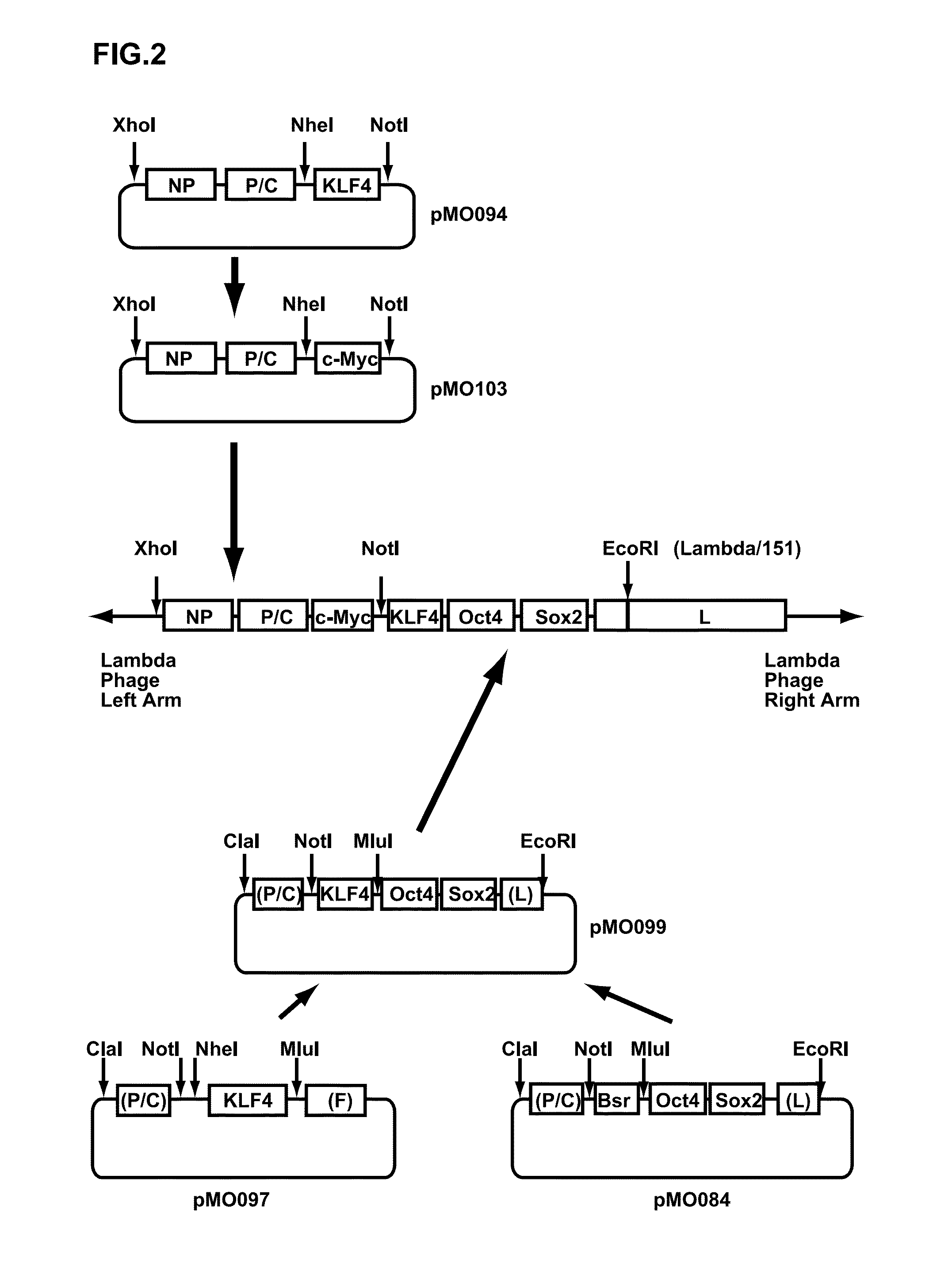 Vectors for generating pluripotent stem cells and methods of producing pluripotent stem cells using the same