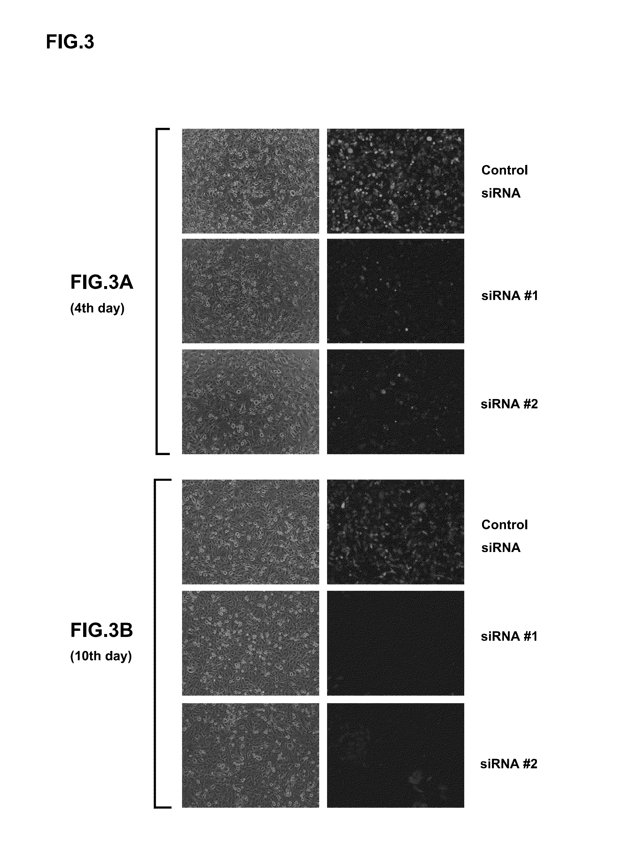 Vectors for generating pluripotent stem cells and methods of producing pluripotent stem cells using the same