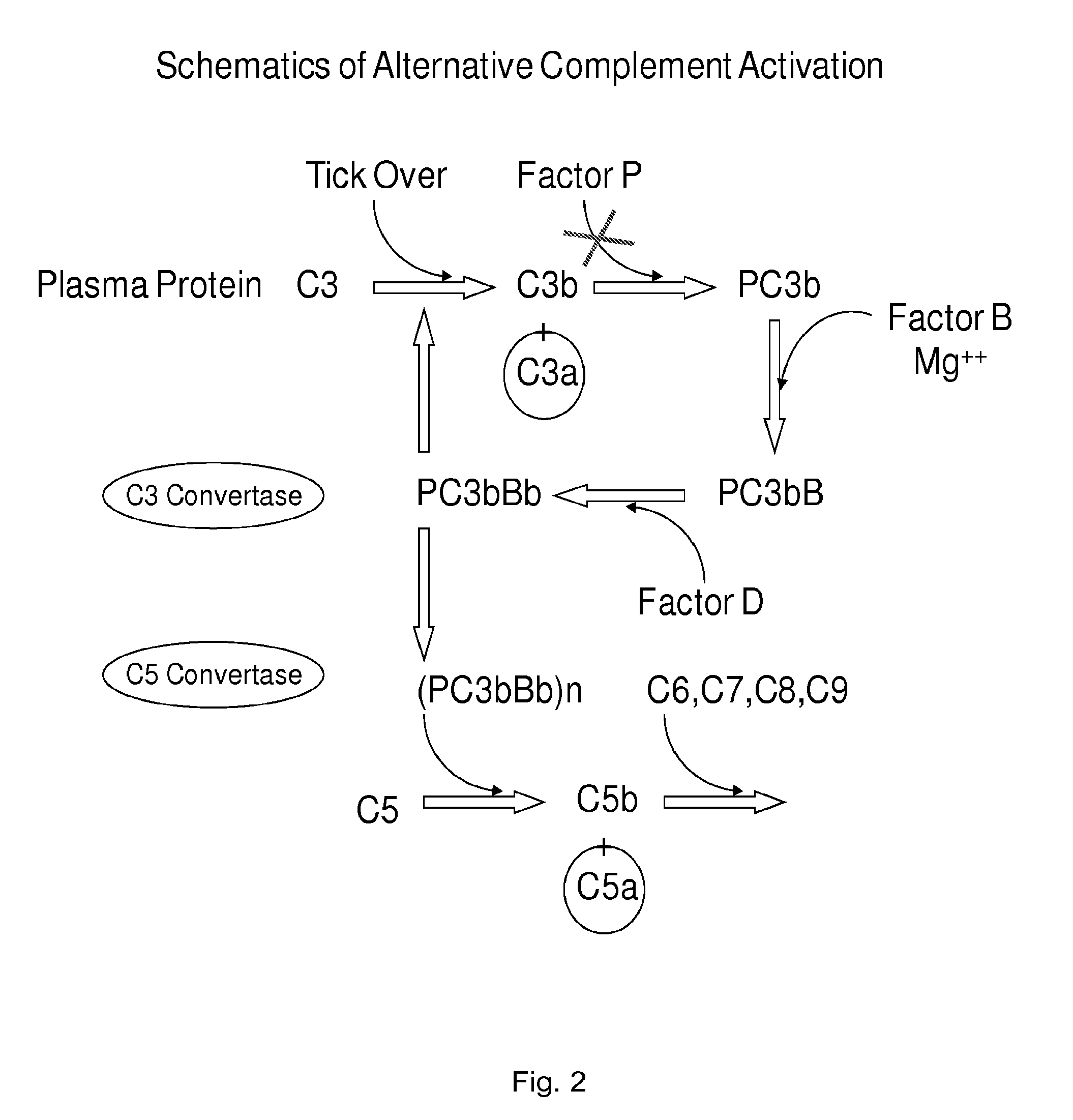 Anti-properdin antibodies