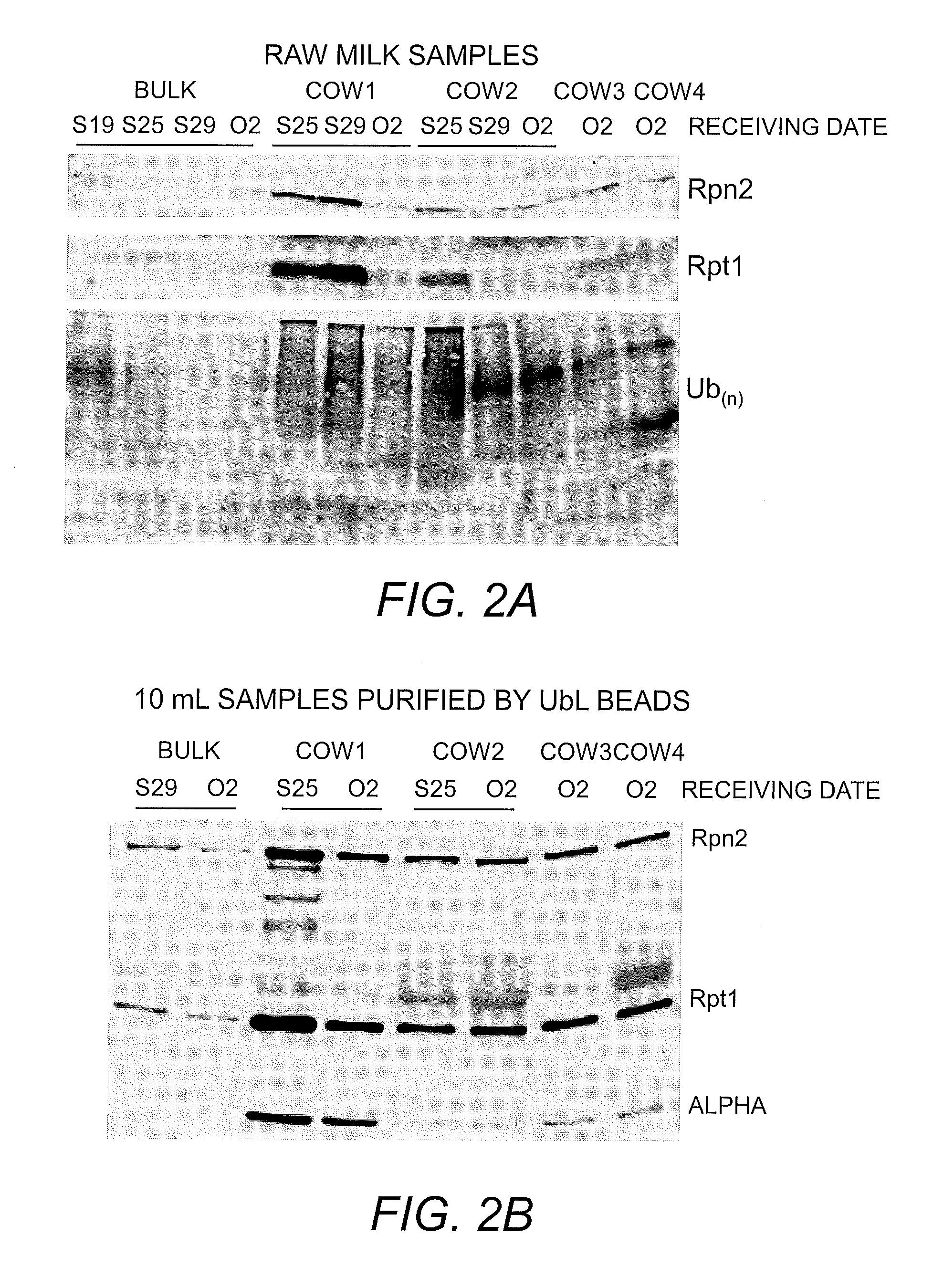 Methods and kits for detecting mastitis