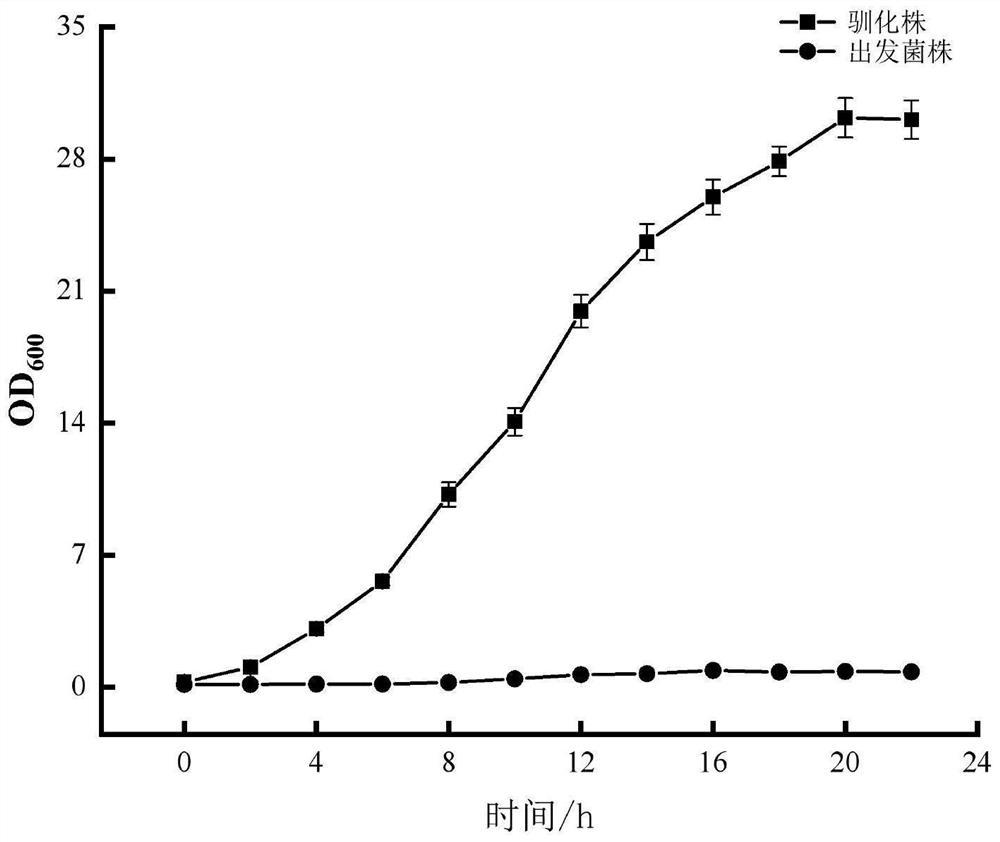 A strain of Saccharomyces cerevisiae and its application in the preparation of fermented food