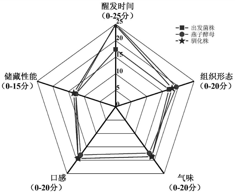 A strain of Saccharomyces cerevisiae and its application in the preparation of fermented food