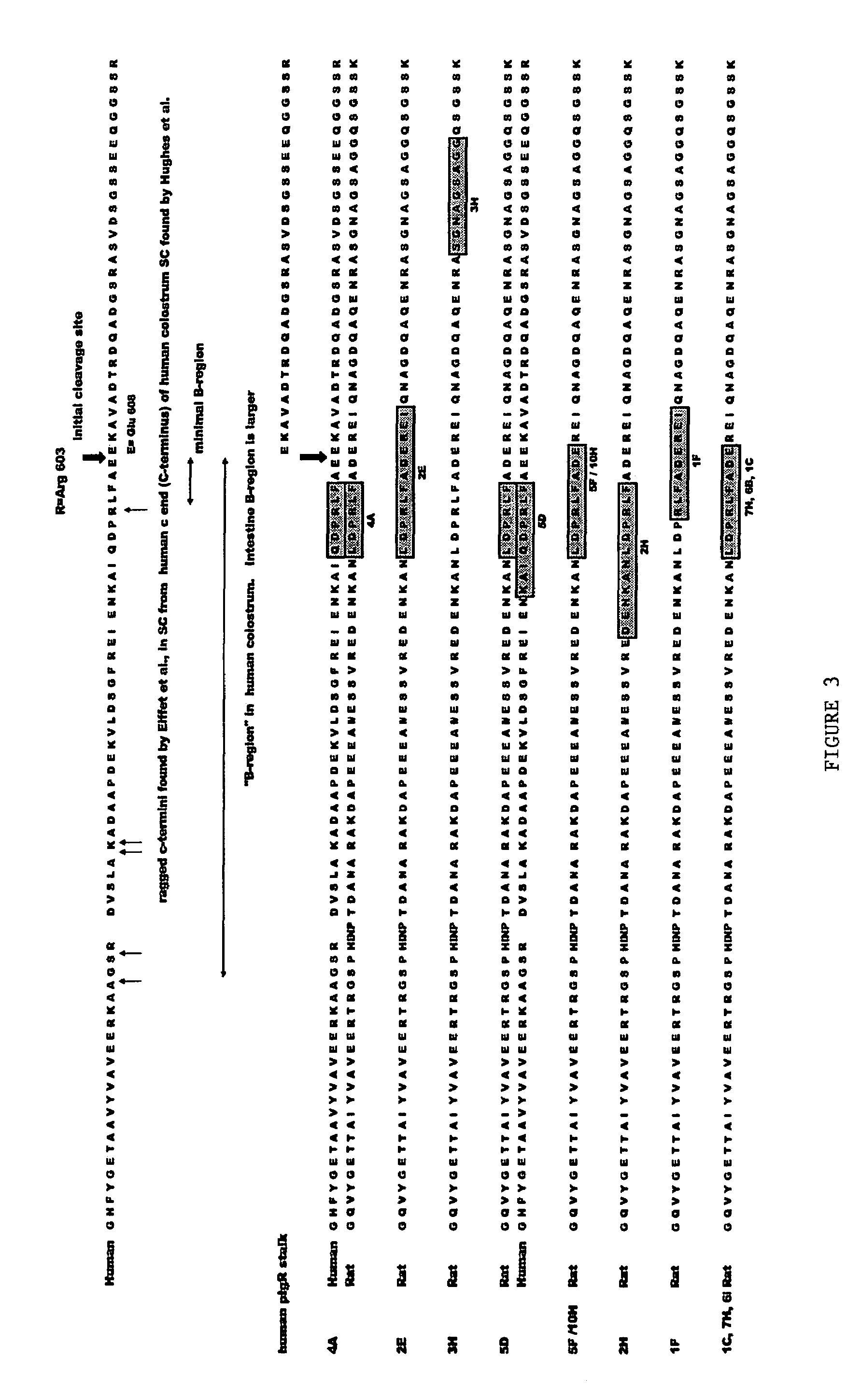 Methods of targeting agents to cells expressing the polymeric immunoglobulin receptor