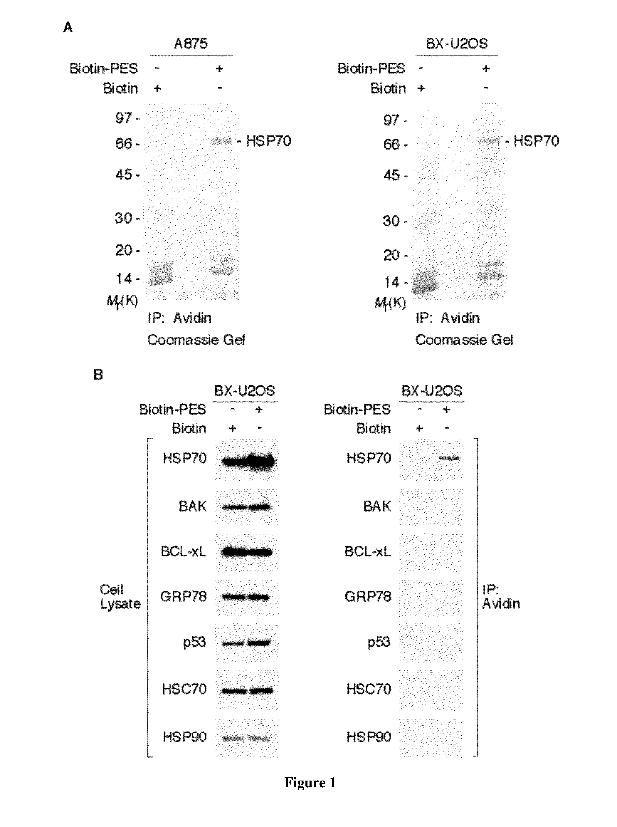 Modulators of HSP70/DnaK function and methods of use thereof