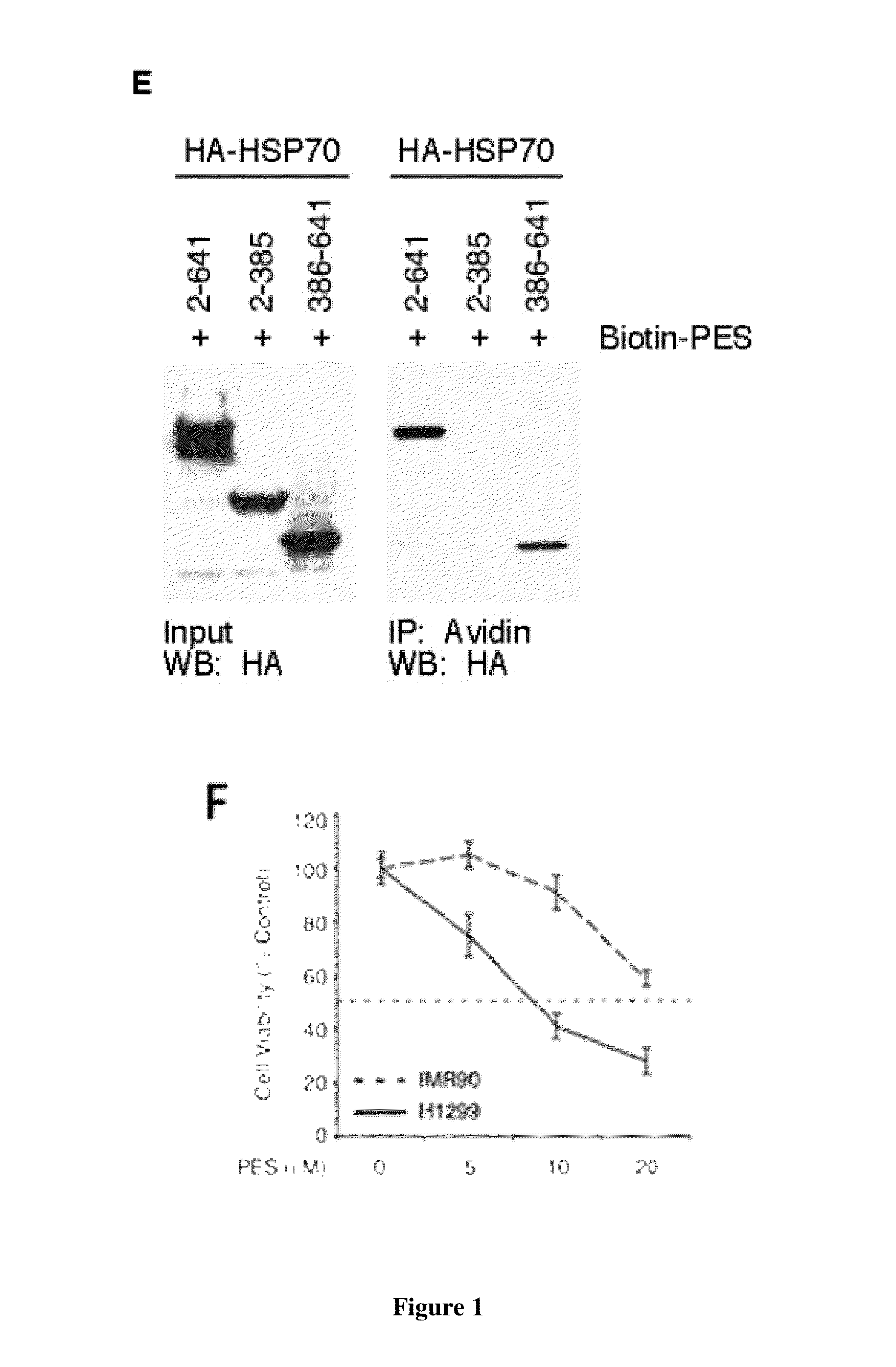 Modulators of HSP70/DnaK function and methods of use thereof